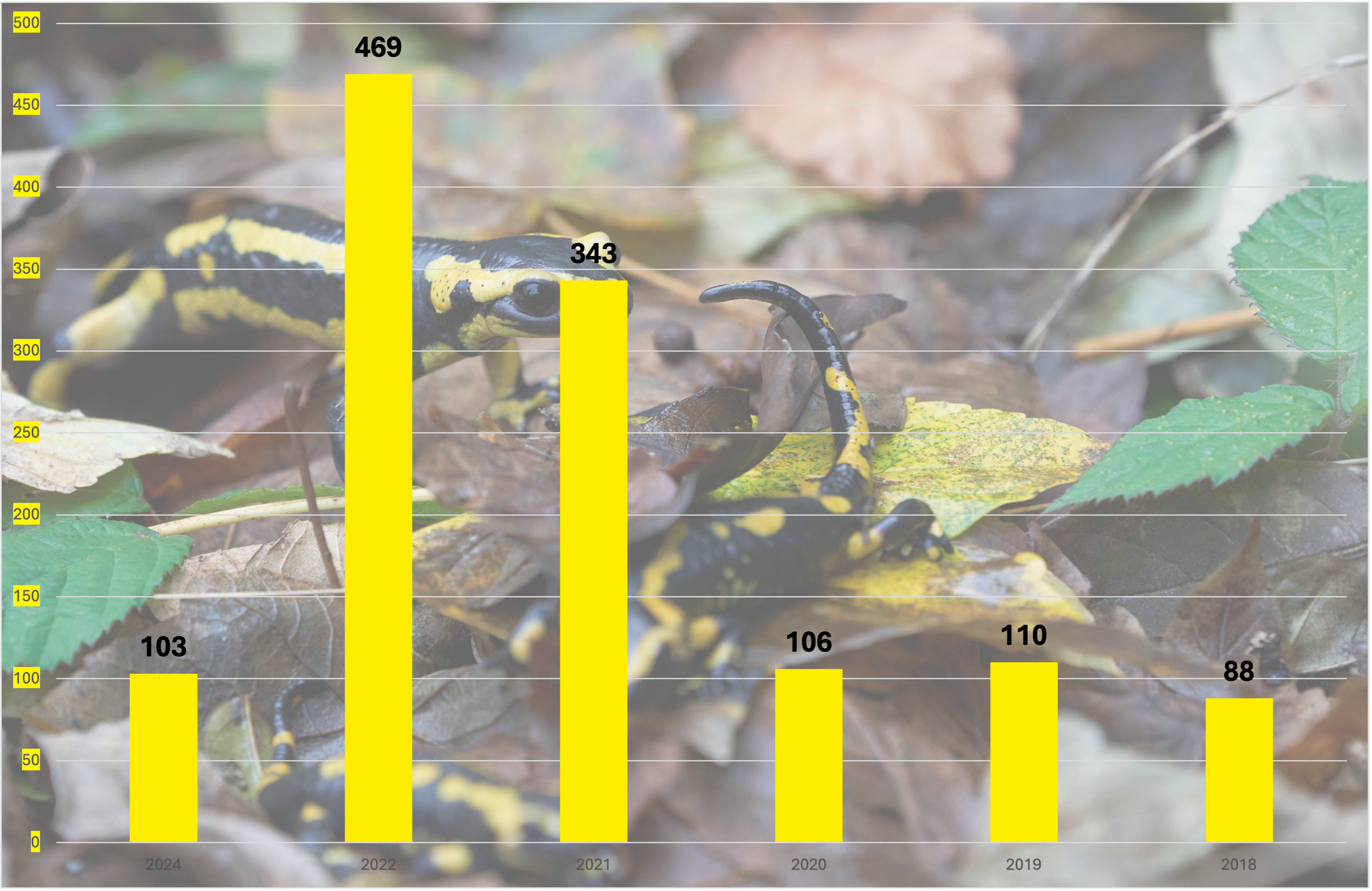 Feuersalamander Monitoring Rombachtaeli